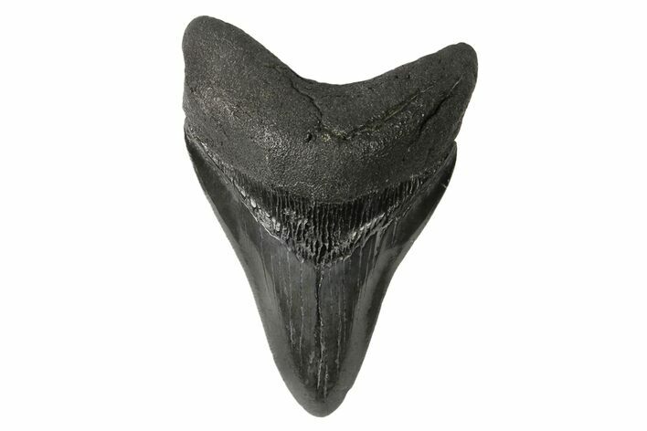 Fossil Megalodon Tooth - South Carolina #168939